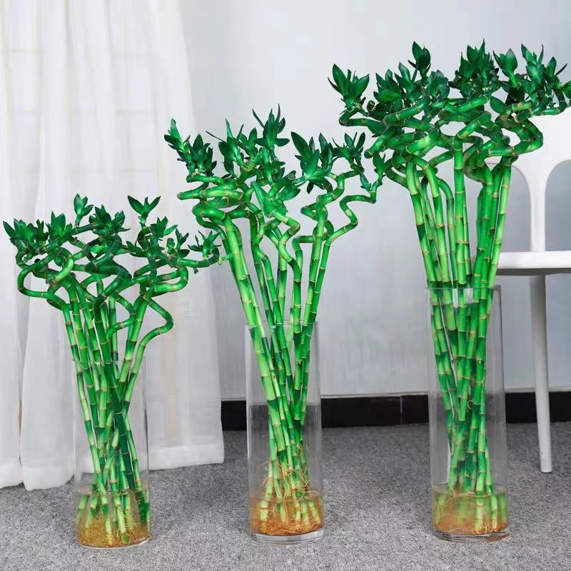 带根转运竹转好运弯竹水培富贵竹水养水I培办公室客厅绿植旺宅招 - 图2