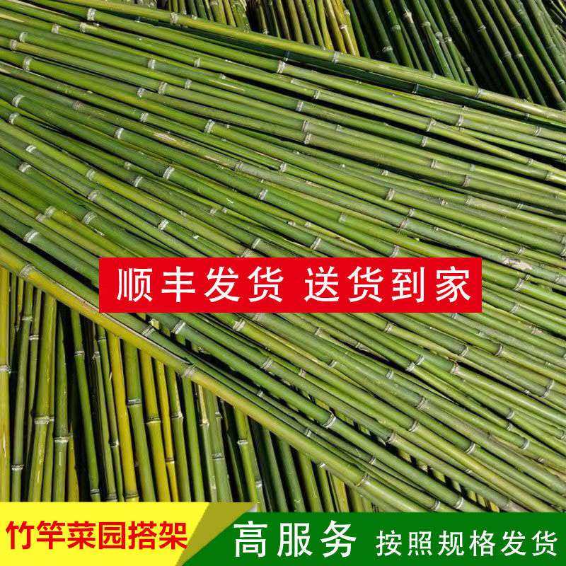 竹竿子菜园搭架豆角黄瓜番茄爬藤架篱笆围栏旗杆小竹竿瓜果细竹子,淘宝优惠券,粉丝福利购,淘宝优惠卷