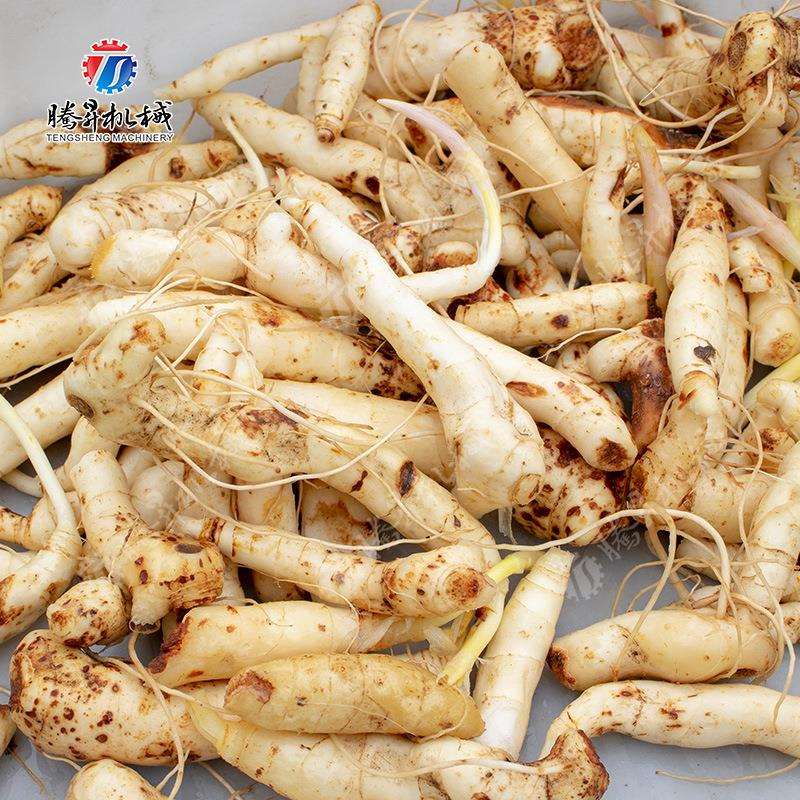 Factory direct sales of root vegetable cleaning machine, all stainless steel brush cleaning machine, Hunan Xiangtan water chestnut cleaning machine