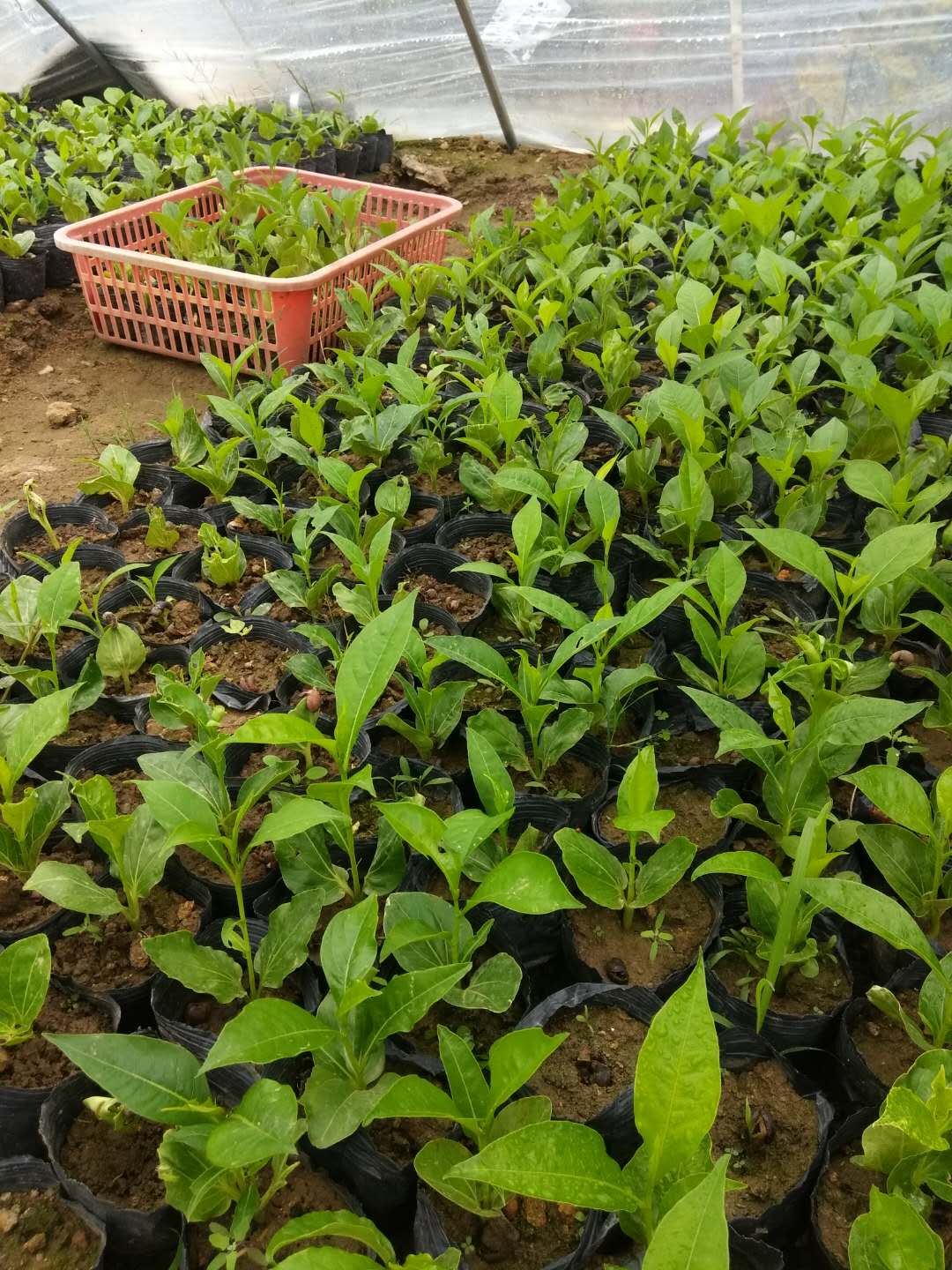 珍稀名贵树种非洲猴面包树树苗波巴布树树苗种子3棵包邮苗买5送1 - 图0