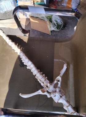 诸葛渊脊骨剑骨架创造作山羊脊椎骨一套完整制作收藏摆件拼装练习