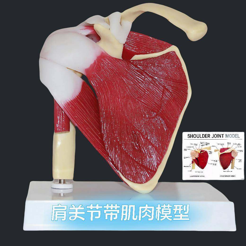 家厂肩肌袖肌群模型人体肩关节附肉模型肩关节模型骨215骼模骨型,淘宝优惠券,粉丝福利购,淘宝优惠卷