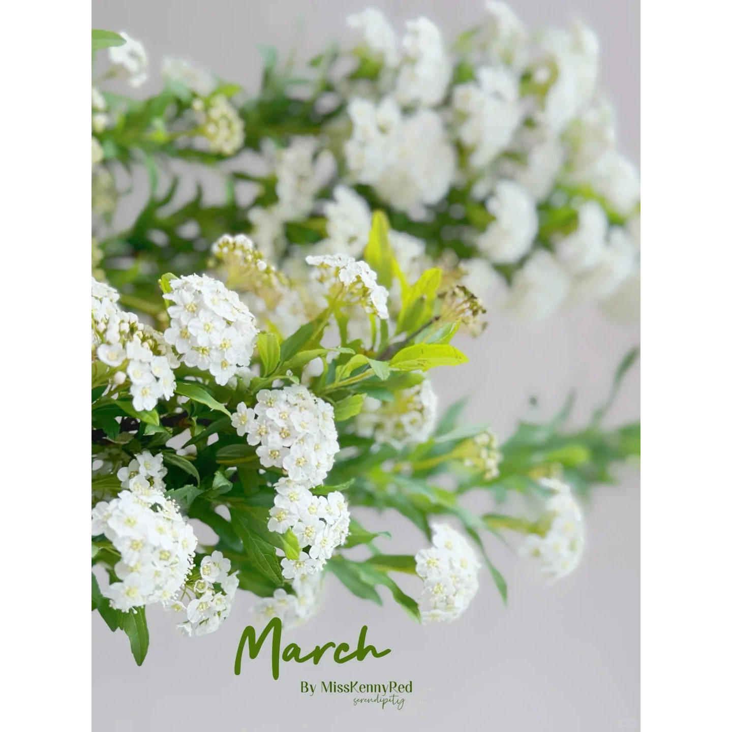 【我种花】小手球 | 春日梦境云南直发清新梦幻灵动鲜切室内,淘宝优惠券,粉丝福利购,淘宝优惠卷