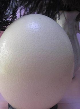 鸵鸟壳蛋托形 鸸驼鸟蛋雕工鹋艺蛋品水球架托托盘  支架晶球底座