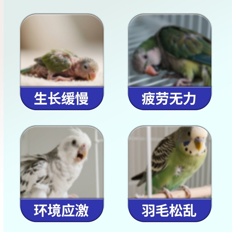 怪兽盒子鹦鹉电解质营养补充专用能量维生素鸟类通用多维缓解应激,淘宝优惠券,粉丝福利购,淘宝优惠卷