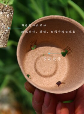 纸浆育苗盆一次性可降解花盆育苗杯培营养钵假植盆育苗扦插种植