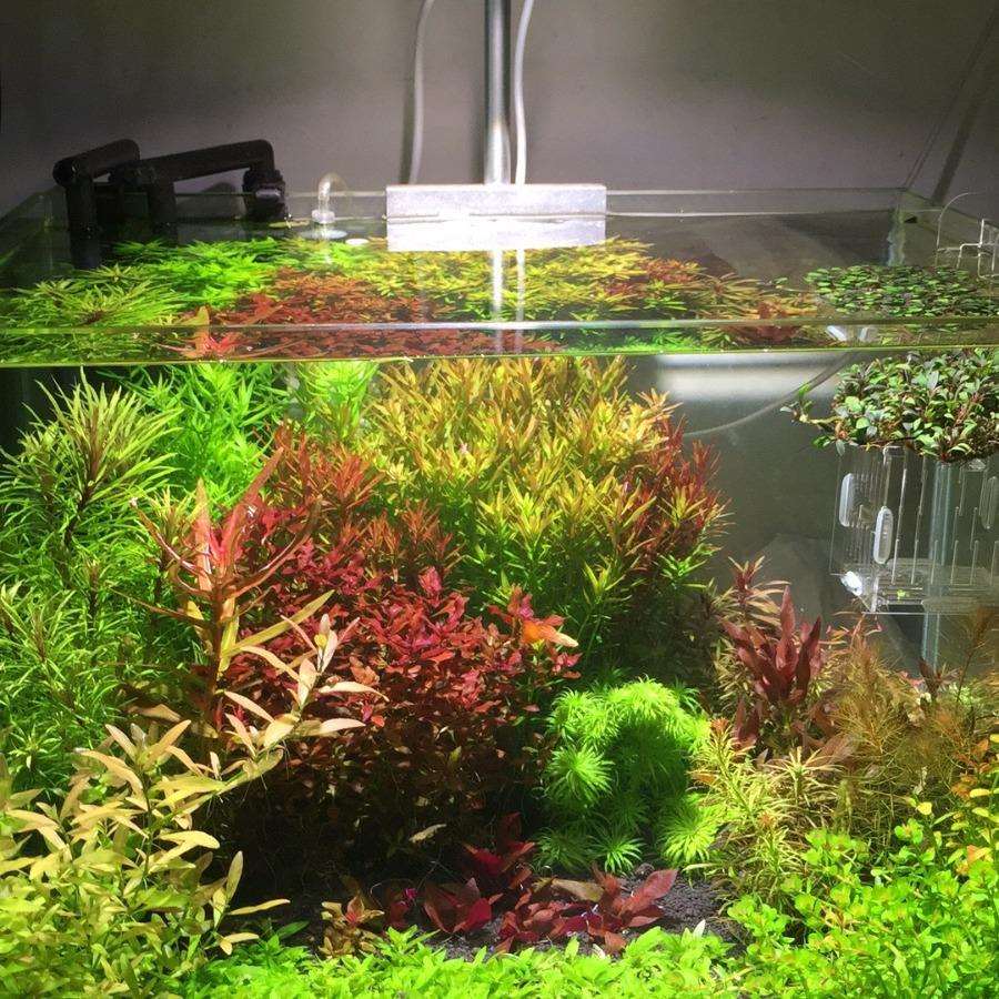 现货全光谱灯珠 30w 50W 70W水族灯光源 AT3光源 cob灯珠 - 图1