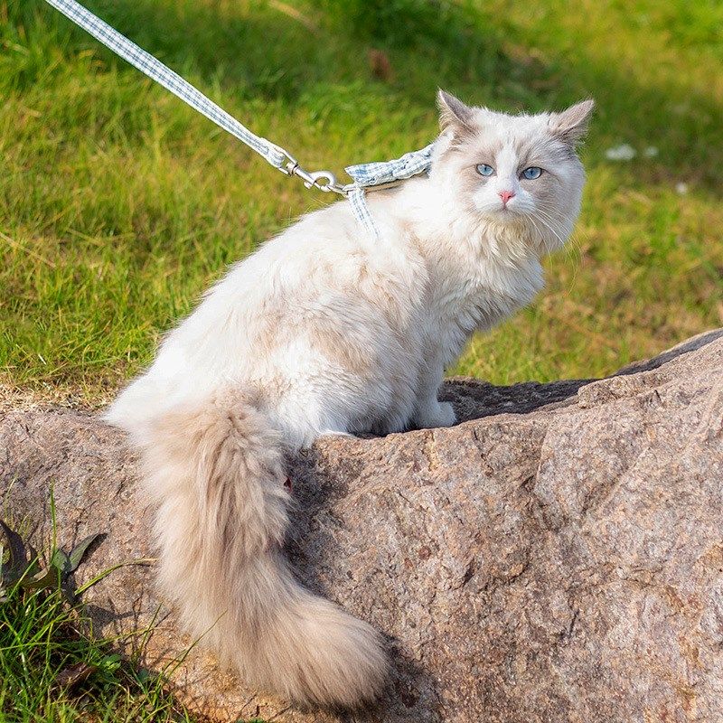 宠物用品新款防挣脱可调节溜猫绳 工字形胸背心带猫咪牵引绳,淘宝优惠券,粉丝福利购,淘宝优惠卷
