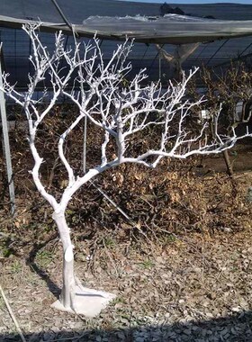 干树枝造景干枝树干许愿树枯树室内庭院造型树枝干原木树枝装饰树