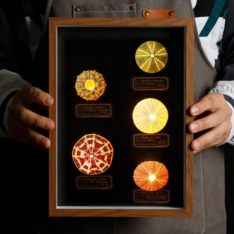 天然海胆气氛灯摆台相框装饰画家居创意生日礼品装饰品工艺品摆饰,淘宝优惠券,粉丝福利购,淘宝优惠卷