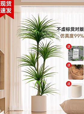 龙血树仿真绿植龙须铁树客厅装y饰室内大型假植物仿生盆栽落地摆