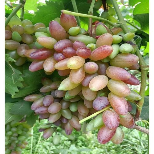 嫁接阳光玫瑰浪漫红颜葡之梦蓝宝石美人指金手指巨峰葡萄盆栽果树 - 图3