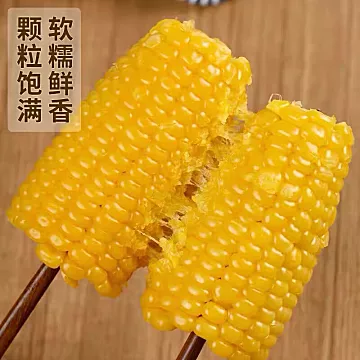 大晟金秋东北头茬黄糯玉米200g*10根[10元优惠券]-寻折猪