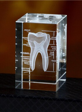 医学水晶3D内雕摆件水晶方体心脏肺部骨架牙齿大脑解剖模型立体图