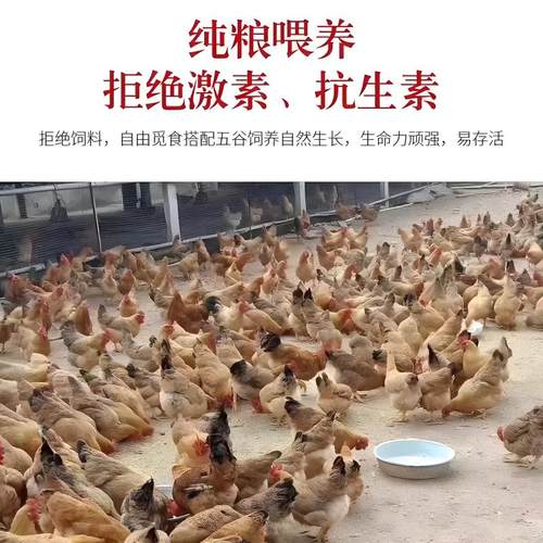 一斤半斤纯种小土鸡苗农村散养走地鸡青脚小鸡活苗笨鸡脱温苗母鸡 - 图0