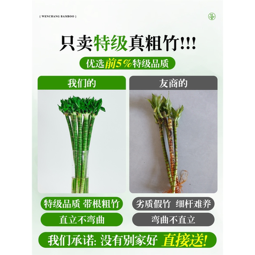文昌竹龙竹金榜题名发财竹富贵竹客厅水培植物室内绿植盆栽好养活 - 图0