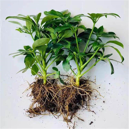 八方来财四季常青鸭脚木室内阳台桌面绿植盆栽花卉发财树苗招旺财 - 图3