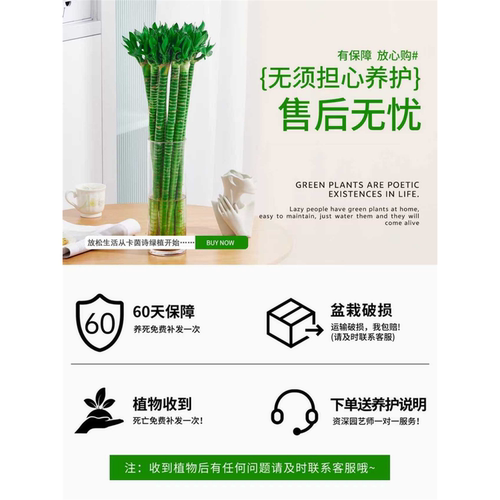 文昌竹龙竹金榜题名发财竹富贵竹客厅水培植物室内绿植盆栽好养活 - 图3