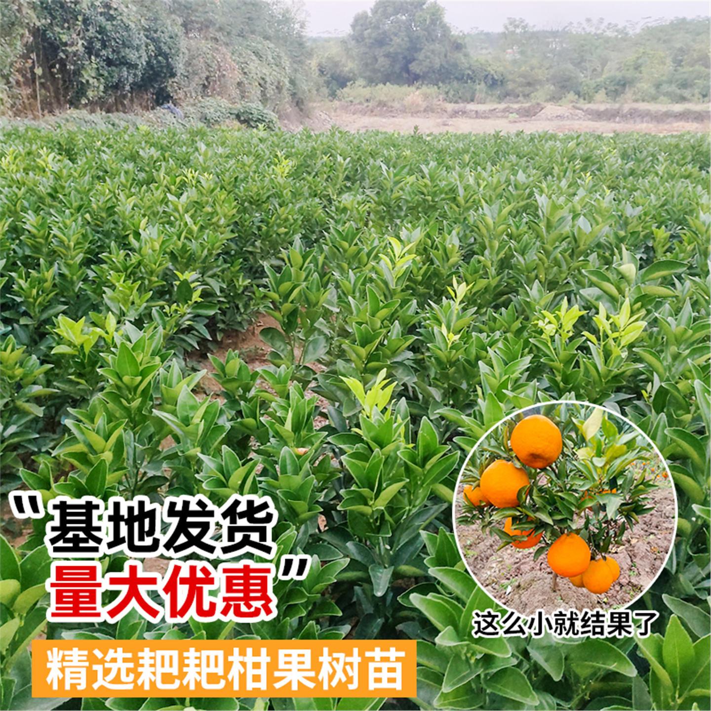 四川春见耙耙柑树苗嫁接果树粑粑柑砂糖橘子树苗南北方种植水果苗,淘宝优惠券,粉丝福利购,淘宝优惠卷