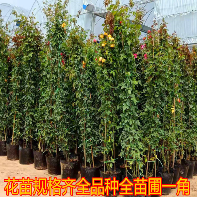 藤本罗衣无刺月季花苗爬藤蔷薇特大花浓香花玫瑰四季盆栽花卉罗伊,淘宝优惠券,粉丝福利购,淘宝优惠卷