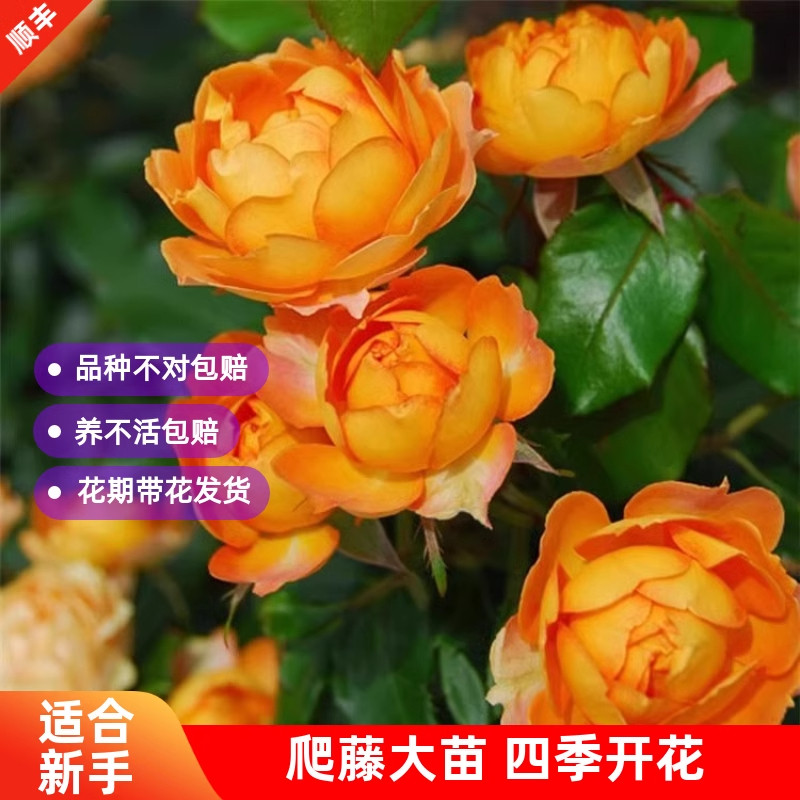 蜂蜜焦糖藤本月季花大苗盆栽阳台庭院四季开花卉爬藤蔷薇玫瑰抗病,淘宝优惠券,粉丝福利购,淘宝优惠卷
