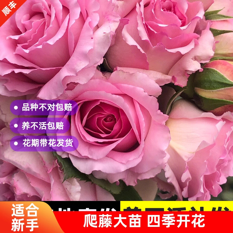 藤本罗衣无刺月季花苗爬藤蔷薇特大花浓香花玫瑰四季盆栽花卉罗伊,淘宝优惠券,粉丝福利购,淘宝优惠卷