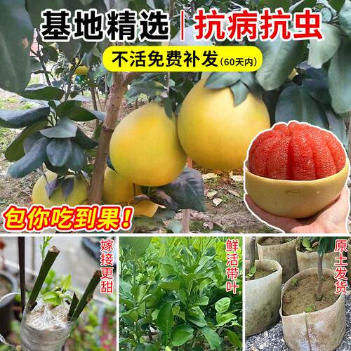 柚子树苗红心蜜柚沙田柚青柚四季果树果苗大全嫁接苗盆栽南方种植 - 图2