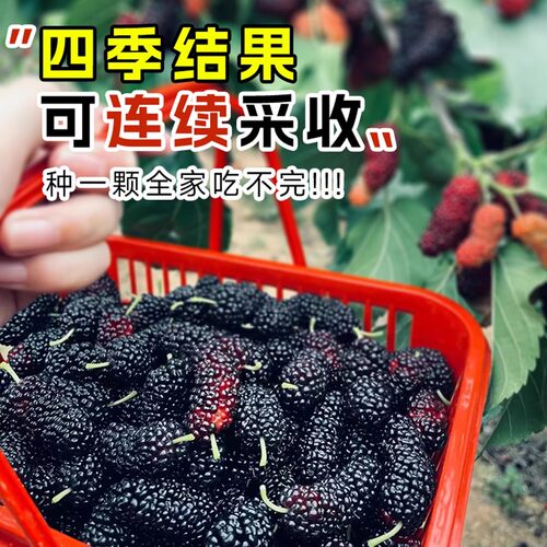 精选桑树苗当年结果盆栽地栽阳台庭院四季可种南北方种植耐寒抗旱 - 图0