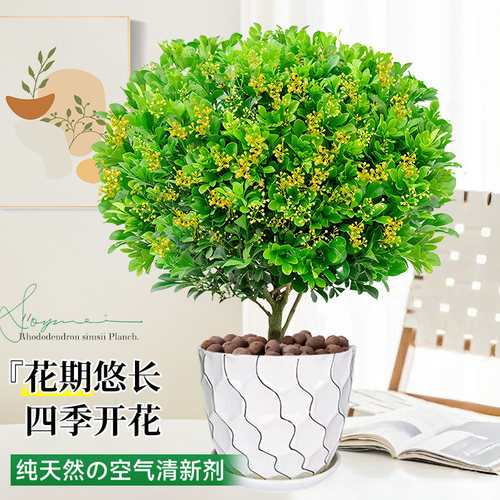 香水米兰花盆栽大盆带花苞浓香好养花卉植物室内四季开花驱蚊绿植 - 图1
