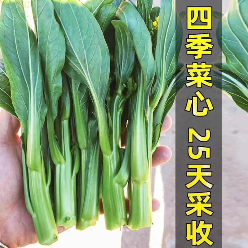 广东四九菜心种子红菜苔白菜苔四季蔬菜种籽孑增城迟青菜秋季菜籽,淘宝优惠券,粉丝福利购,淘宝优惠卷