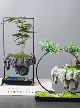 文竹多肉盆发财树盆景铁树米竹室内好养浮岛悬浮铁艺微景观盆