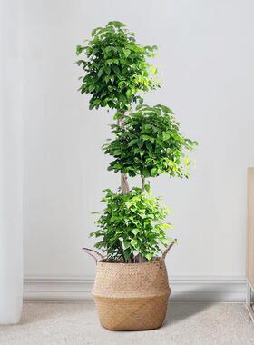 幸福树盆栽室内绿植高杆大型植物绿宝办公室客厅吸甲醛净化空气