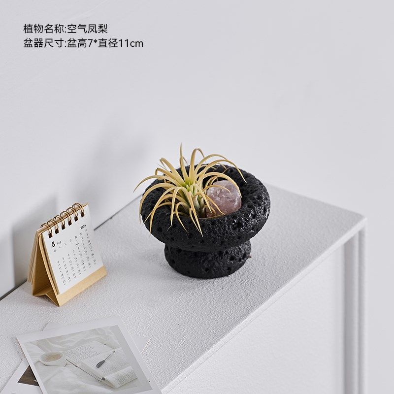 空气凤梨桌面绿植室内小盆栽植物好养四季懒人情绪稳定花卉,淘宝优惠券,粉丝福利购,淘宝优惠卷