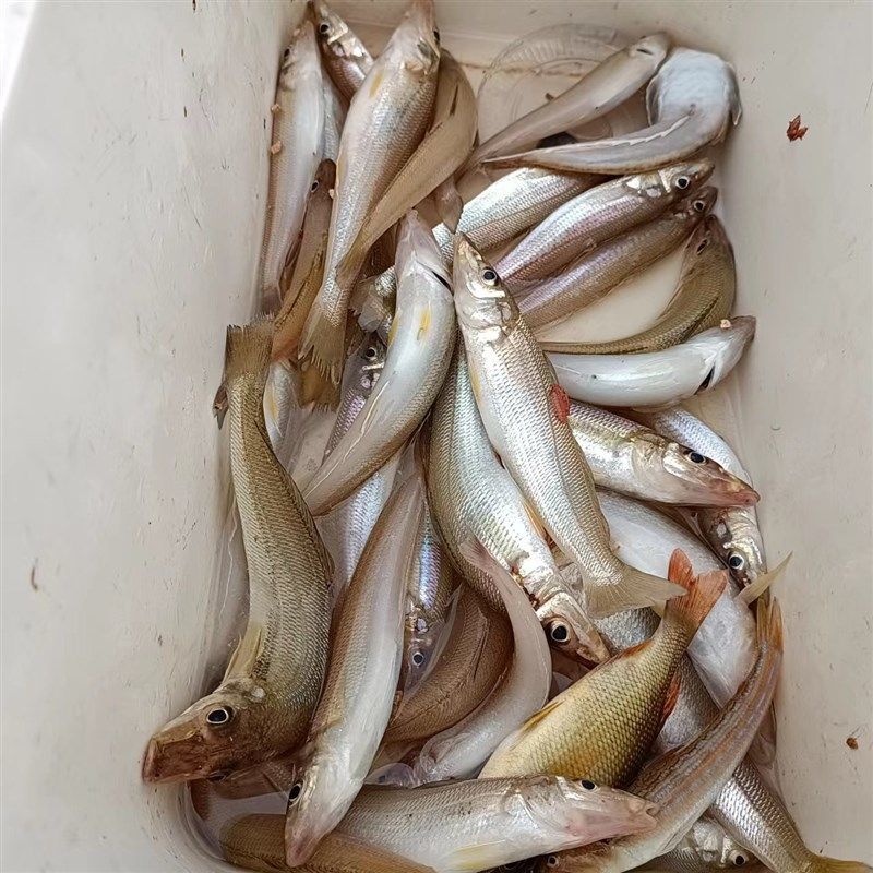 [U ]款远投丸世6号5钩沙尖串钩滩钓滑鱼钓组防缠远米鲫沙梭黄骨鱼,淘宝优惠券,粉丝福利购,淘宝优惠卷