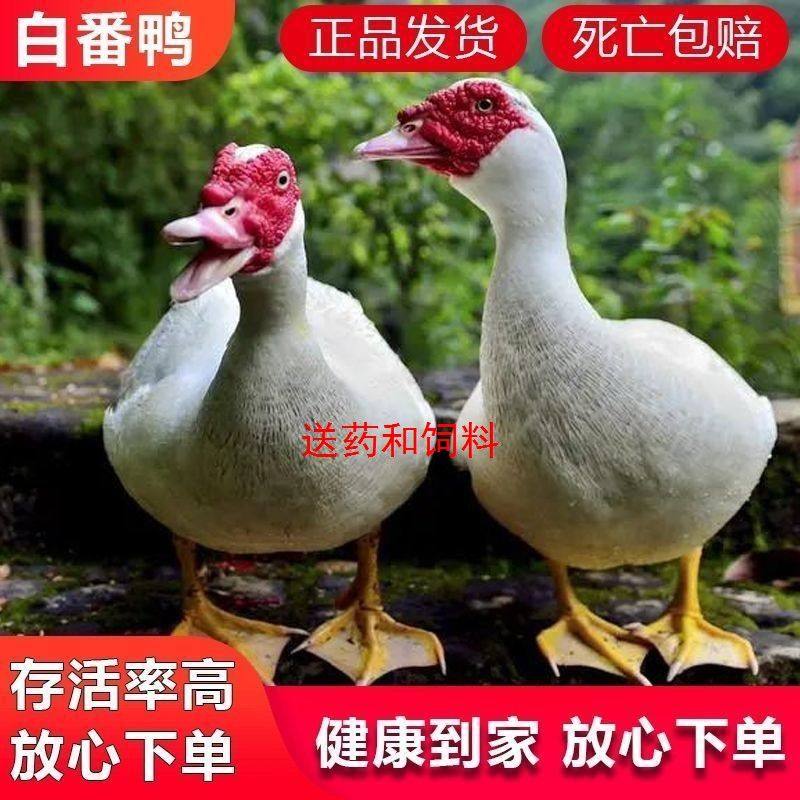 一斤白番鸭活体大种鸭子活物正宗红脸翻鸭黑翻鸭散养青年下鸡笼子,淘宝优惠券,粉丝福利购,淘宝优惠卷