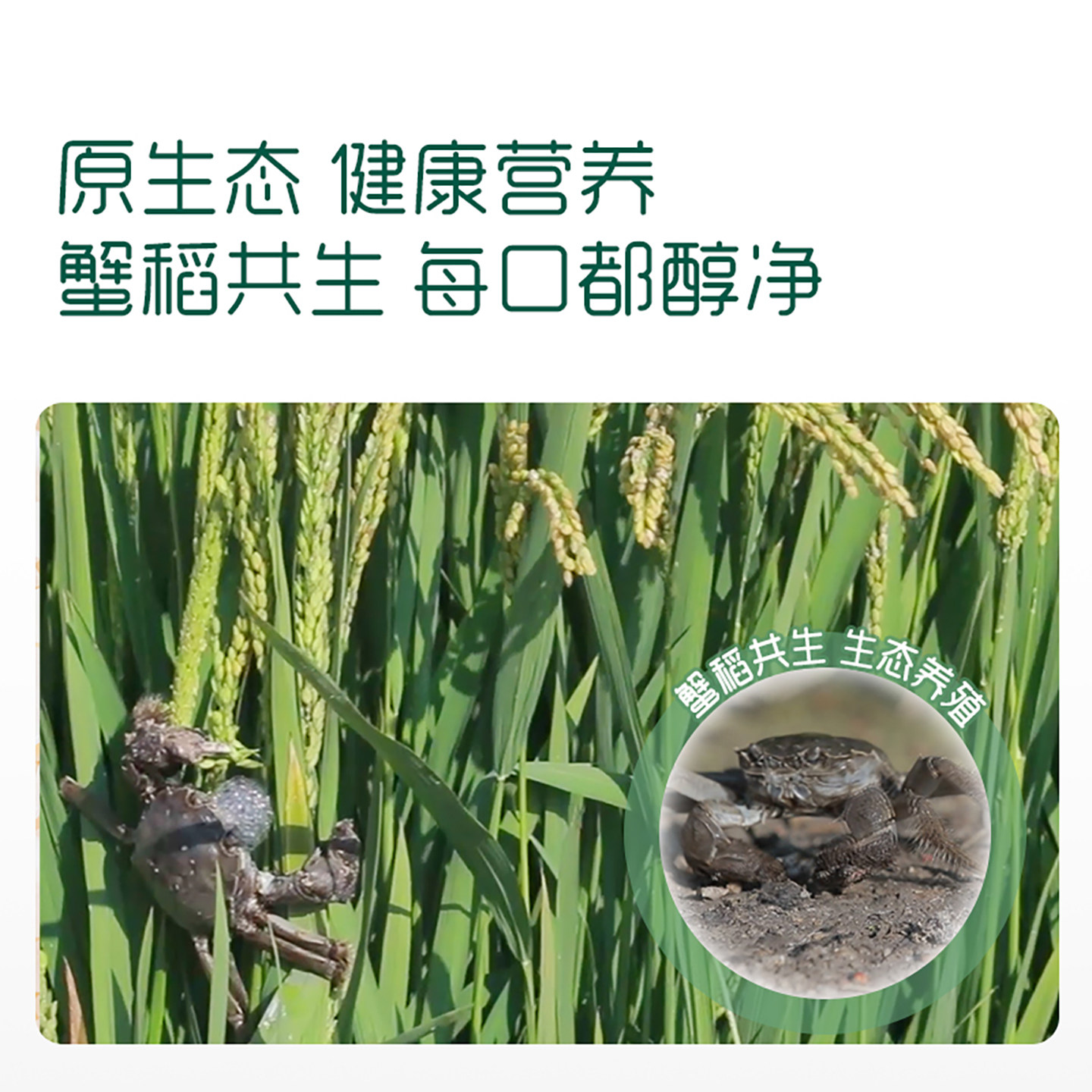 英氏米饼婴幼儿磨牙饼干婴儿辅食无添加宝宝零食英式松脆7个月2阶,淘宝优惠券,粉丝福利购,淘宝优惠卷