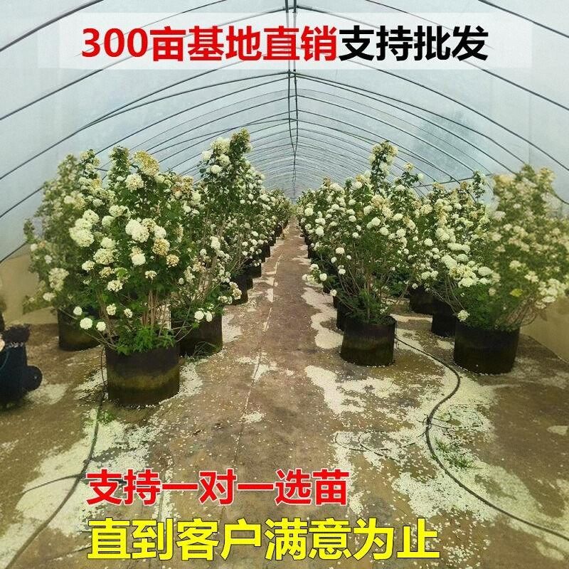 欧洲木绣球树苗玫瑰别墅庭院风景树花苗盆栽耐寒木本斗球中华大苗,淘宝优惠券,粉丝福利购,淘宝优惠卷