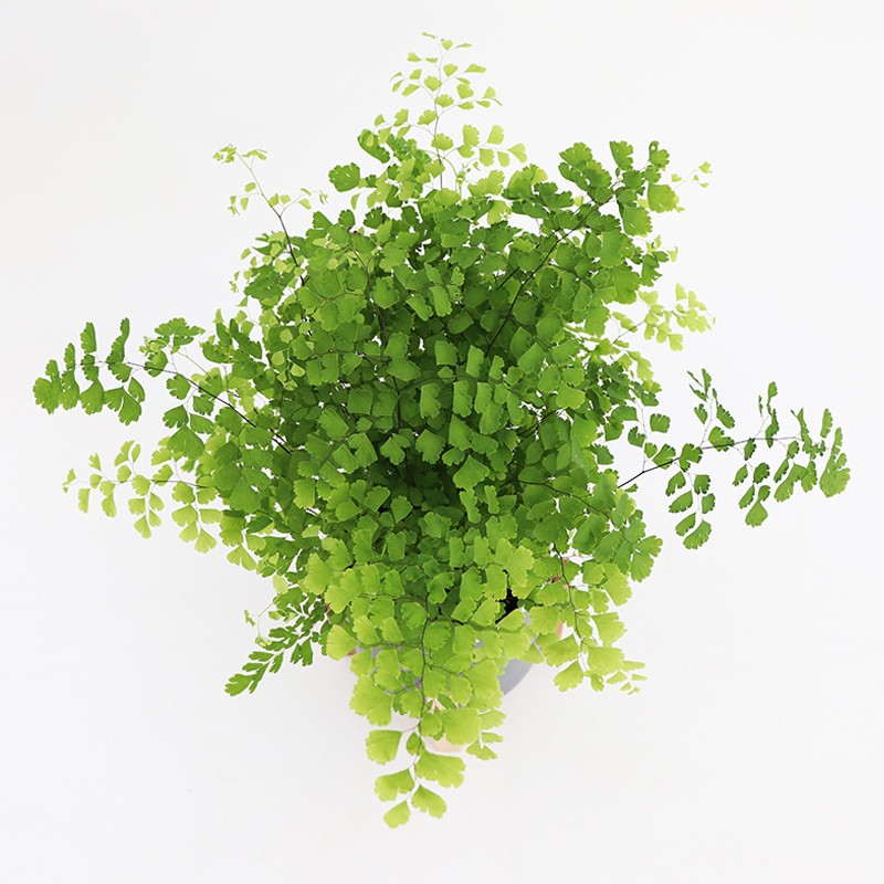 花与花器 飞雪铁线蕨 蕨类植物盆栽室内阳台庭院喜阴耐寒花园绿植 - 图2