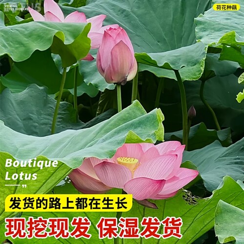 观赏荷花种藕苗碗莲花苗重瓣荷花盆栽水养四季种植阳台池塘大睡莲 - 图0