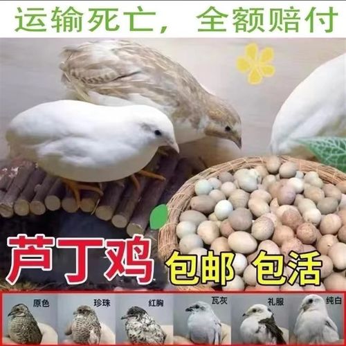 芦丁鸡网红宠物活体鸡全色系观赏养鸡下蛋成鸡超可爱小鸡 - 图1