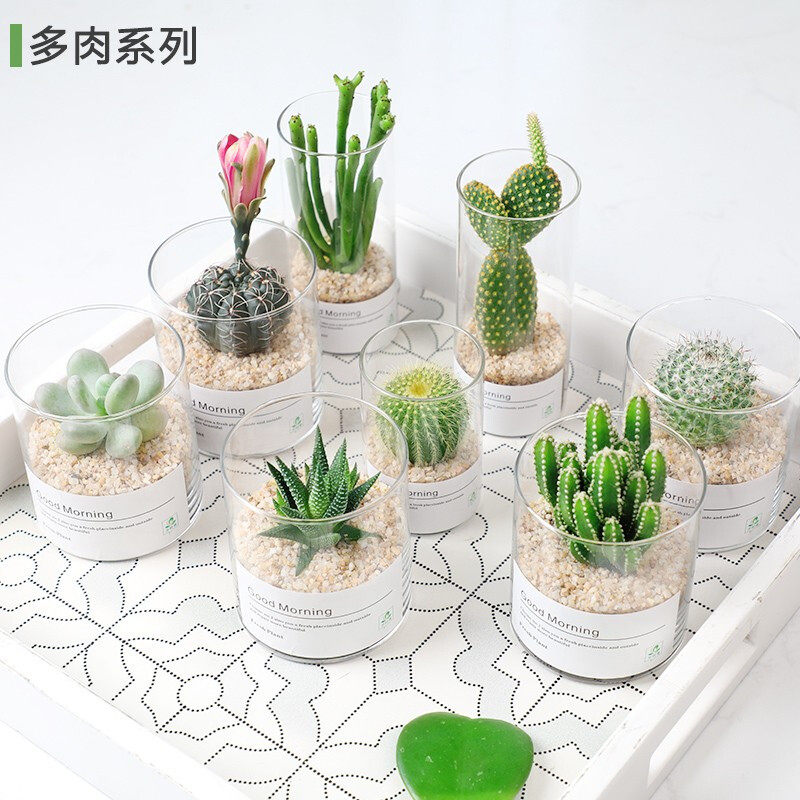 多肉植物仙人球仙人掌小盆栽桌面植物肉肉组合办公室内绿植花卉,淘宝优惠券,粉丝福利购,淘宝优惠卷