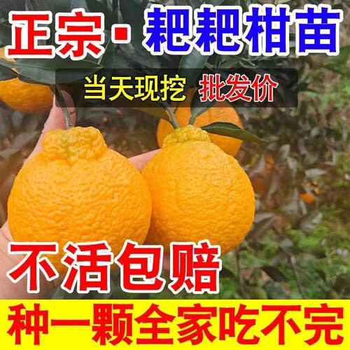 正宗四川春见耙耙柑树苗嫁接柑橘树苗地栽不知丑橘苗当年结果橘子 - 图1