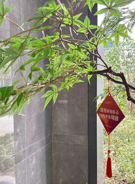 仿真绿植鸡爪槭假枫树造景橱窗商场茶室仿生植物装饰景观摆件套装