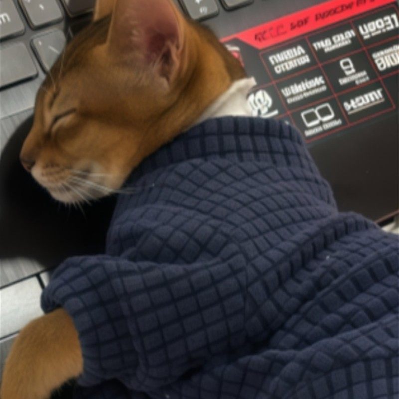 猫咪衣服秋冬加厚华夫格打底衫中小型犬保暖防掉毛秋衣家居服睡衣,淘宝优惠券,粉丝福利购,淘宝优惠卷