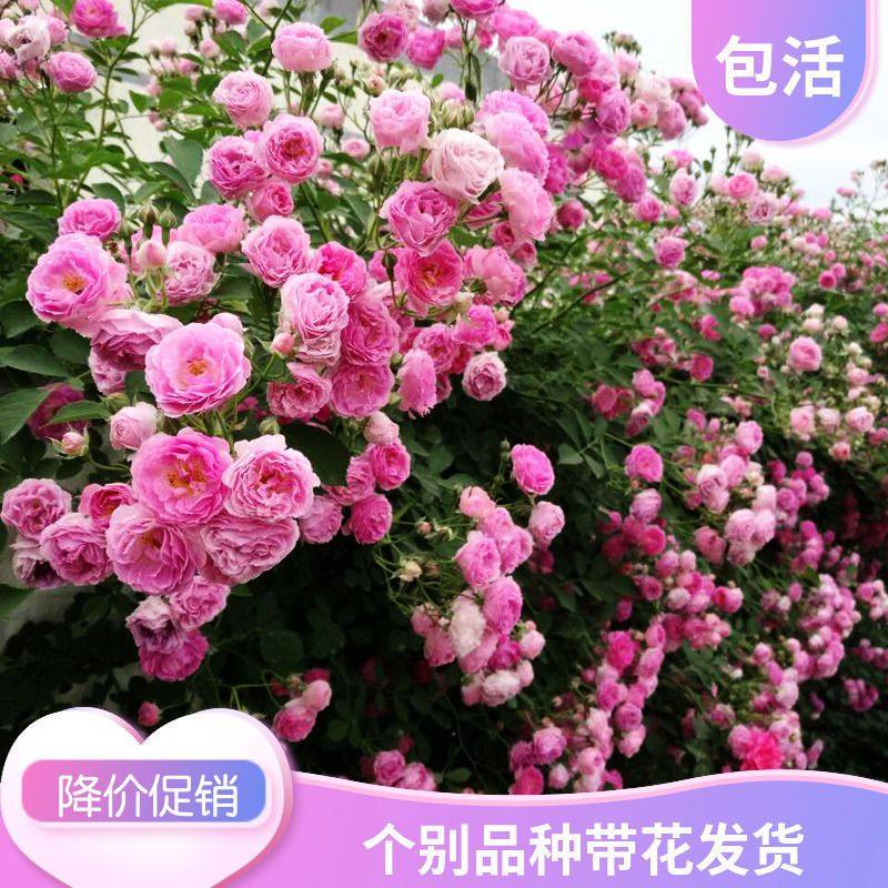 爬藤花卉植物蔷薇花苗藤本月季阳台盆栽玫瑰四季开花欧月花苗,淘宝优惠券,粉丝福利购,淘宝优惠卷