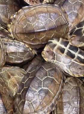 壳通宝乌龟文玩摆件铜钱摇卦起卦完整六爻乾清隆甲车挂天然草龟真