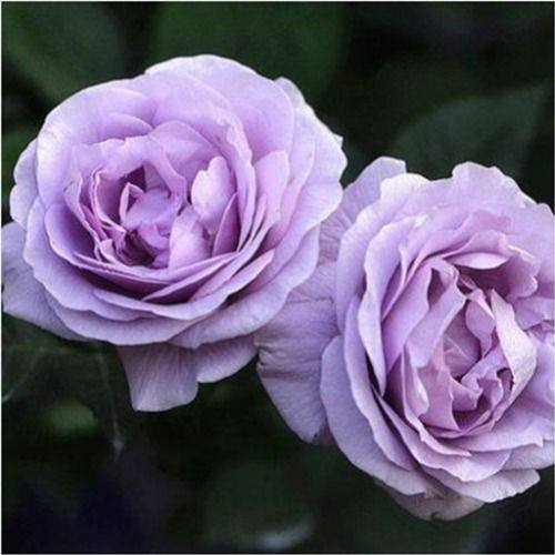 月季花苗蓝色阴雨蓝雨藤本爬藤丰花抗病的紫色系勤花花园,淘宝优惠券,粉丝福利购,淘宝优惠卷