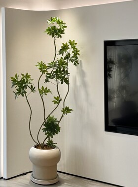 水泥盆室内客厅绿植搭配装饰北欧高级感专用假植物盆栽花盆