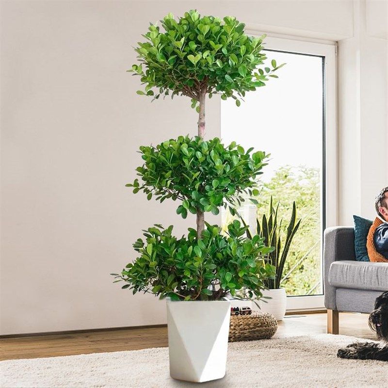 大型盆栽植物金钱榕摇钱树发财树客厅办公室绿植招财树开业植物,淘宝优惠券,粉丝福利购,淘宝优惠卷