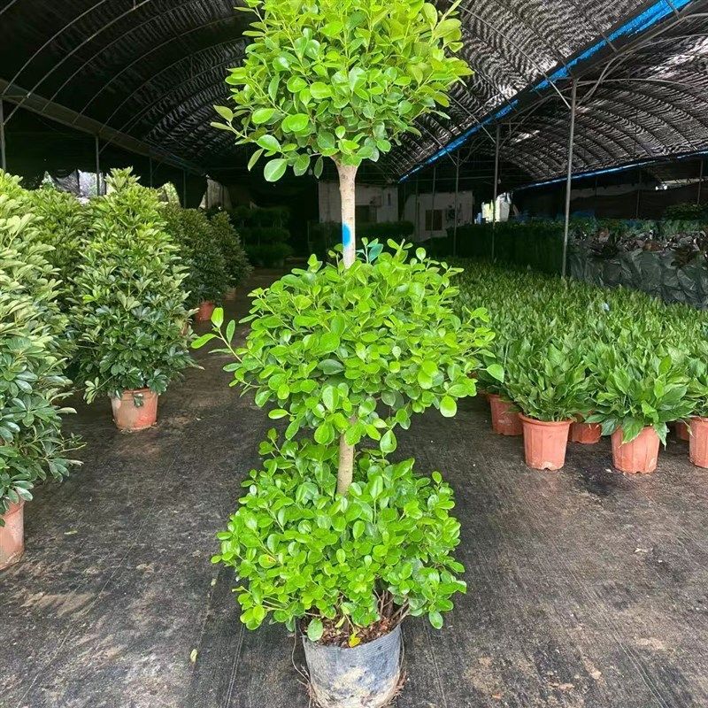 大型盆栽植物金钱榕摇钱树发财树客厅办公室绿植招财树开业植物,淘宝优惠券,粉丝福利购,淘宝优惠卷